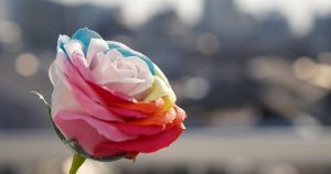 Радужные розы: как их получают и кому можно подарить