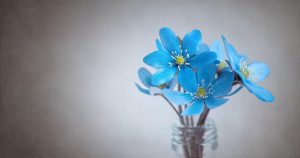 Синие цветы в букетах: какие бывают и с чем сочетаются